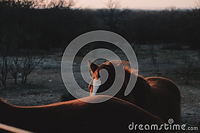 Hiding horse in Texas sunset Stock Photo