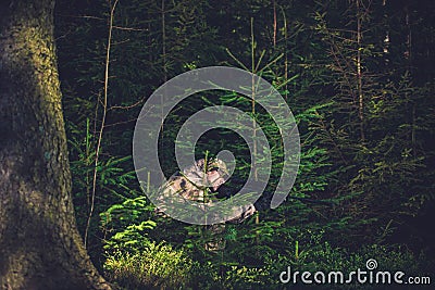 Hiding Poacher in Deep Forest Stock Photo