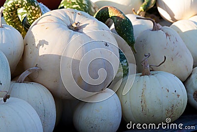 Hiding Swan Gourd Stock Photo