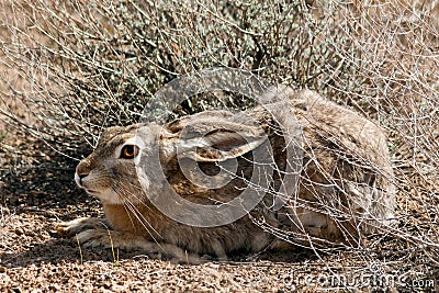 Hiding tolai hair Stock Photo