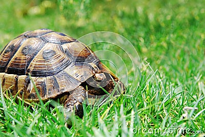 Hiding turtle on green grass Stock Photo