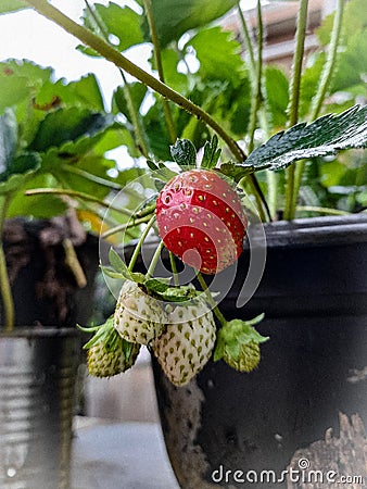 Hidroponic strawberry plant are simple to grow Stock Photo