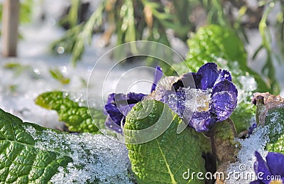 Resultado de imagen de JARDIN CUBIERTO DE HIELO