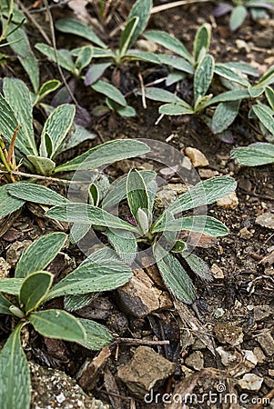 Hairy leaves of Hieracium pilosella plant Stock Photo