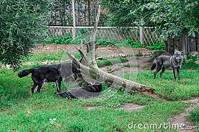 Hierarchic encounter between black wolves. Fighting wolves, canis lupus Stock Photo