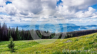 High Alpine Meadows with Pine Beetle affected Trees Stock Photo