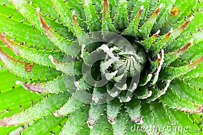 High Altitude Cactus Stock Photo