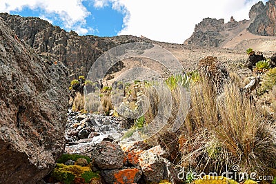 The high altitude moorland and giant groundsels at Mount Kenya Stock Photo