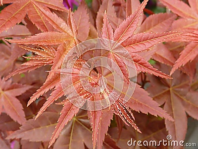 High ange closeup shot of red maple leaves Stock Photo