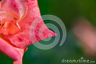 High angle close of flower petals against the blurry green background with rain drops. winter and autumn concept Stock Photo