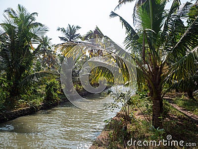 High-angle of coconut plantation canal backwater karela India Stock Photo