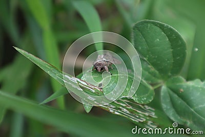 High angle front of a Cabbage Looper (Trichoplusia Ni) moth, sitting on a leaf Stock Photo