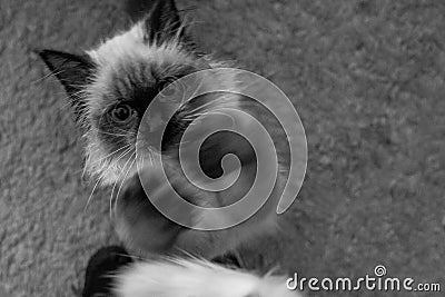 High angle grayscale shot of a fluffy Birman cat standing on a carpet Stock Photo