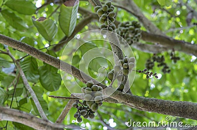 Plentiful of lansium parasiticum fruit ready for harvest Stock Photo