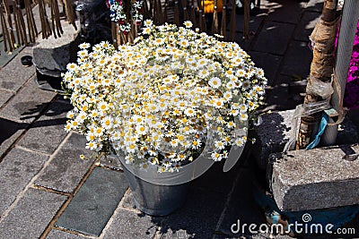 High angle shot of a bouquet of daisy flowers on a bucket in the shop Stock Photo