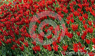 High angle shot of a field of red Sprenger tulip flowers at daytime Stock Photo