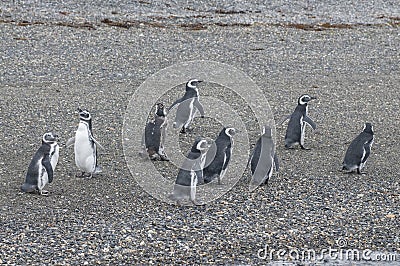 High angle shot of a flock of beautiful penguins walking on the stony shore Stock Photo