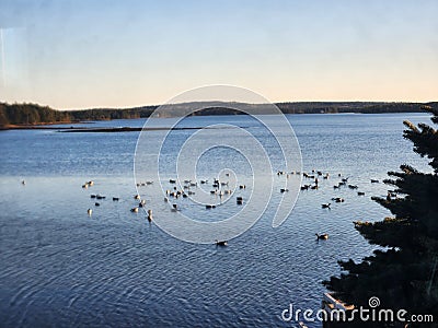 High angle shot of a flock of ducks floating on a lake on a sunny day Stock Photo