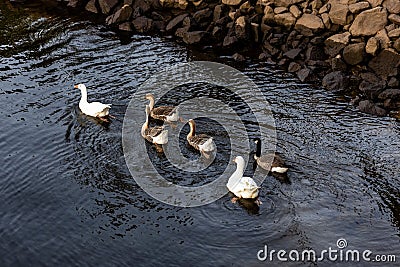 High angle shot of a flock of mallards swimming on a pond in the daylight Stock Photo
