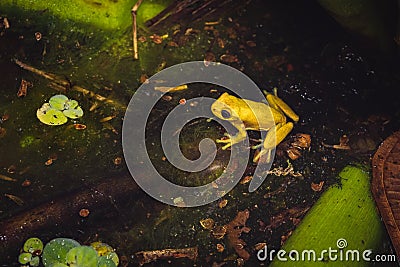 High angle shot of a Hispaniolan yellow tree frog on a dirty pond under the sunlight Stock Photo