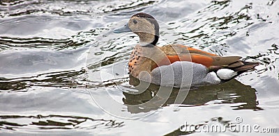 High angle shot of teal duck wadding on the water Stock Photo