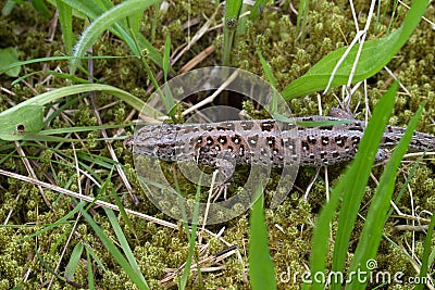 High angle shot of viviparous lizard sidewinding in a meadow Stock Photo