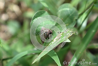 High angle side view of a Cabbage Looper (Trichoplusia Ni) moth Stock Photo