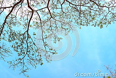 High angle tree branch tree background beautiful sky Stock Photo