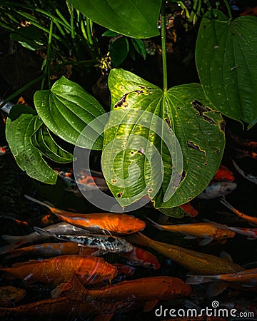 High angle vertical shot of colorful fish Stock Photo