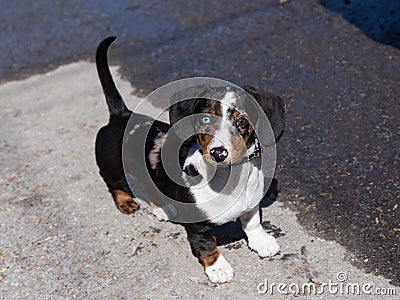 High angle view of adorable odd-eyed tricolour unleashed dachshund puppy Stock Photo