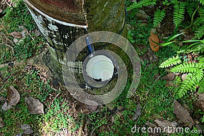 High angle view of a coconut shell cup or bowl filled with rubber milk, which is attached to the stem of a rubber tree Stock Photo