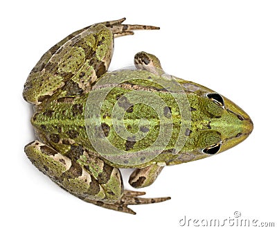 High angle view of Common European frog Stock Photo