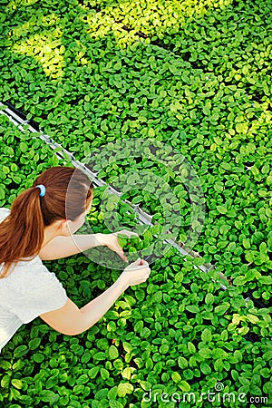 High angle view of female botanist examining seedlings in plant nursery Stock Photo