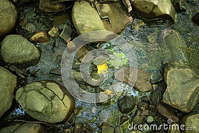High angle view of forest stream with stones and one yellow leaf Stock Photo