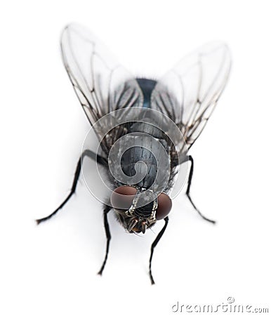 High angle view of Housefly, Musca domestica Stock Photo