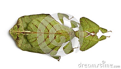 High angle view of Leaf insect, standing Stock Photo