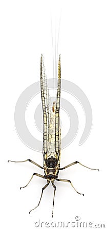 High angle view of Mayfly, Ephemera danica Stock Photo