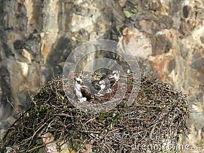 High angle view of osprey chicks at artist point in yellowstone Stock Photo