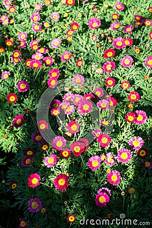 HIgh angle view over beautiful pink immortal flowers Stock Photo