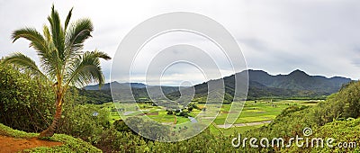 High angle view of Taro fields Stock Photo