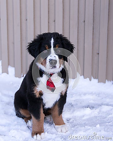 High angle view of three-month old Bernese Mountain Dog with plaid tie and shy expression Stock Photo