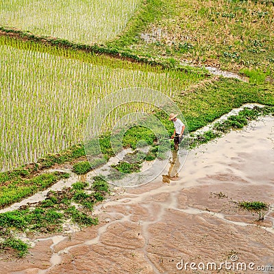 High angle view on a worker in a green rice field, Hainan, China Editorial Stock Photo