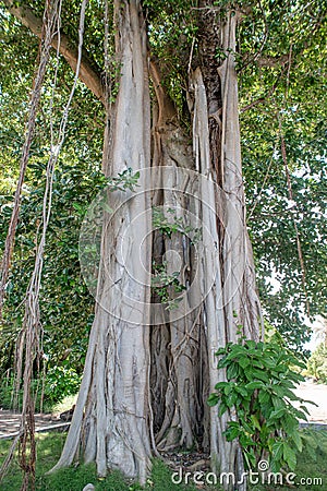 High beautiful banyan tree in the park at the tropical island Stock Photo