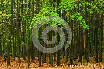 High beautiful green maples Stock Photo
