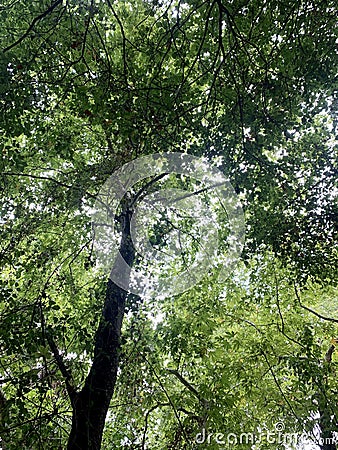 High and beautiful tree growth in a powerful and large forest Stock Photo