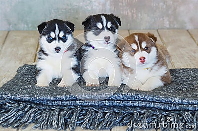 High bred adorable Siberian Husky Stock Photo