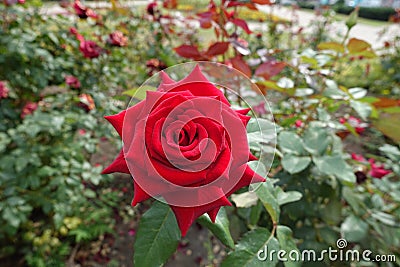 High centered flower of red rose Stock Photo