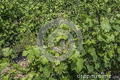 High close-up view of a French vineyard Stock Photo