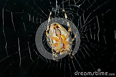 High contrast image of very dreadful spider Stock Photo