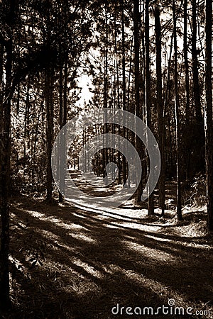 High Contrast Sepia Toned Pine Forest Path Stock Photo